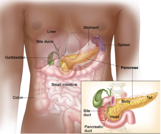 pancreas figure 1